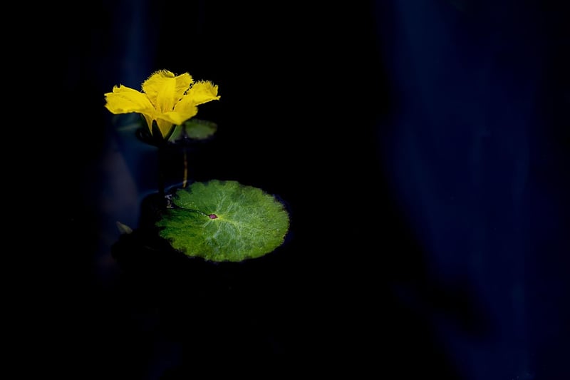 Meditation Lotus